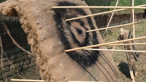 Medieval target with arrows shot Stock Footage 113187022