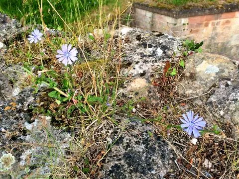 Medieval wall with Chicory Stock Photos