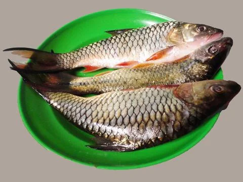 "Medik" Fish Stock Photos