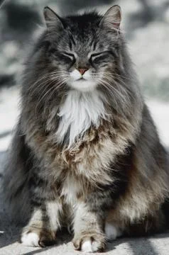 Meditating cat Stock Photos