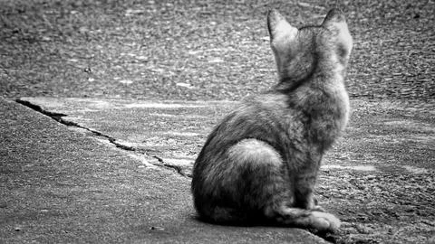 Meditating kitten Foto stock