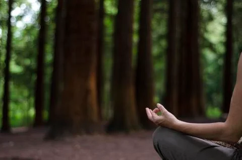 Meditating in a pine forest Stock Photos