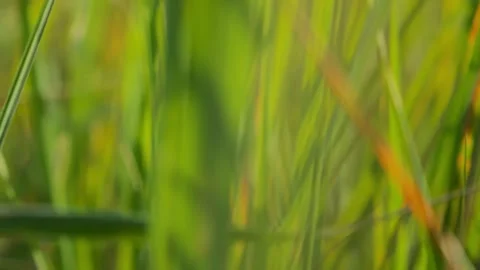 Meditation shot camera flies through thick grass, summer concept and low angle Stock Footage 253408884