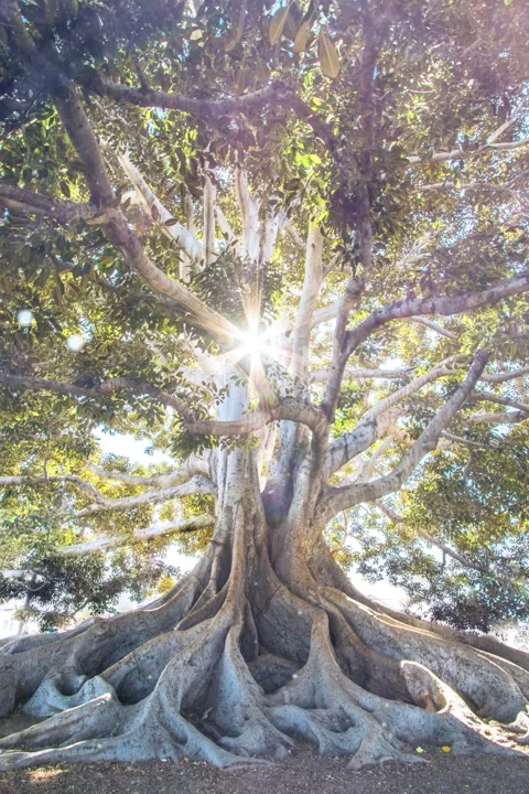 Meditation video- Light of hope Stock Footage 141107516
