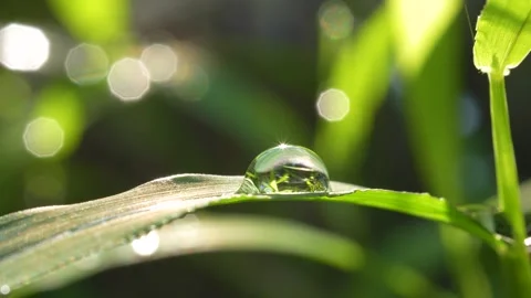 Meditative 4K Macro of a Single Dewdrop Lens with Sparkling Bokeh. Stock Footage 316903761