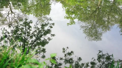 Meditative forest pond reflections Stock Footage 334554174