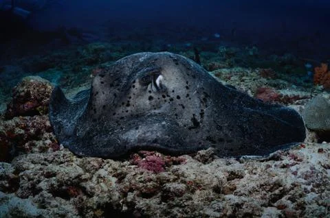 Meditative ray Stock Photos