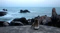 Meditative romantic blonde girl relax waching sea ocean exotic holiday summer HD Footage