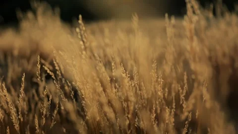 Meditative shot camera flies through dry autumn tall grass, grass swaying by Stock Footage 253409375