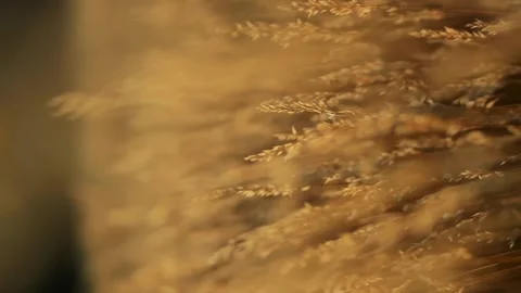 Meditative shot camera flies through dry autumn tall grass, grass swaying by Stock Footage 256994279