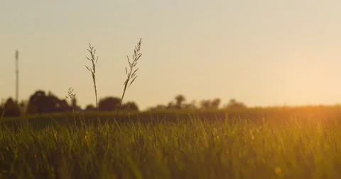 Meditative slow motion grass in evening sunset or sunrise rays of light Stock Footage 218863424