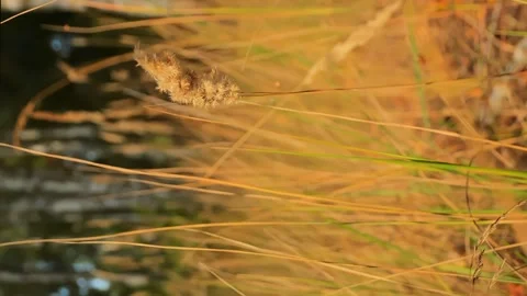 Meditative slow motion shot camera flies through the thick grass in the meadow Video stock 256994433