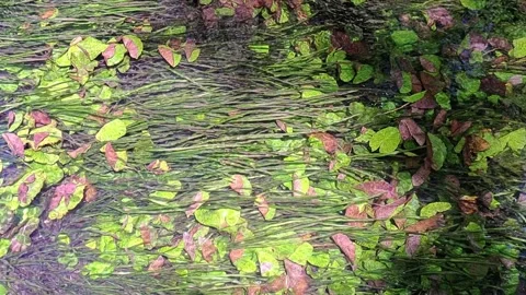 Meditative top-down view of an underwater garden Stock Footage 313195712