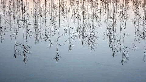 Meditative water plants Stock Footage 208091899