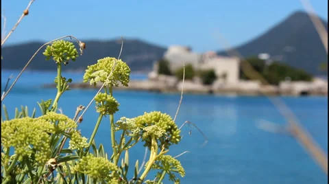 Mediteranan plants Stock Footage 32423297