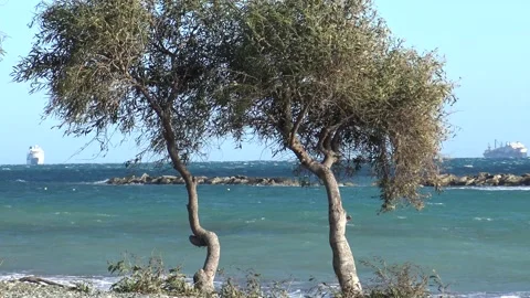 Mediterranean beach in the wind Stock Footage 184813730