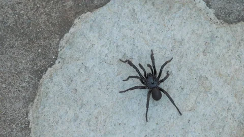 Mediterranean black tarantula on a stone Stock Footage 305184615