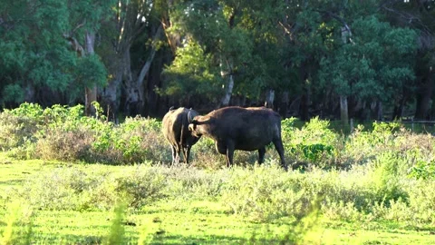 Mediterranean Buffalos playing and grazing by lake Fogliano Stock Footage 140563707
