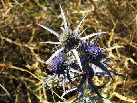 Mediterranean burdock Stock Photos