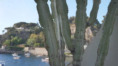 Mediterranean cactuses in Sicily Stock Footage 90804034