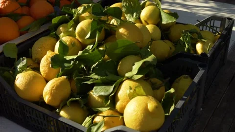 Mediterranean citrus display with oranges and lemons Stock Footage 334656409