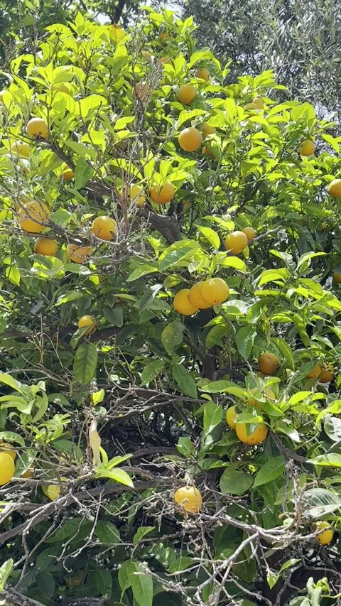 Mediterranean Citrus Tree Full of Ripe Mandarins in Summer Sun Stock Footage 336964940