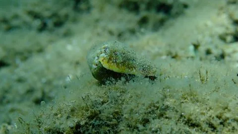 Mediterranean cone (Conus ventricosus) shell with a hermit crab Stock Photos