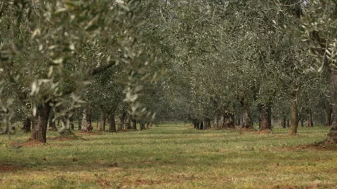 Mediterranean Countryside with Olive Fields in Daylight Stock Footage 332128527