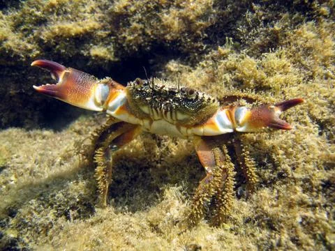 Mediterranean crab Stock Photos