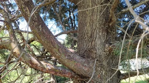 Mediterranean cypress dramatic close-up time lapse 動画素材 194780982