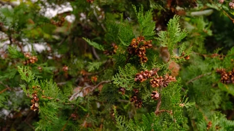Mediterranean Cypress Tree Swaying On Wind.  Stock Footage 171034157