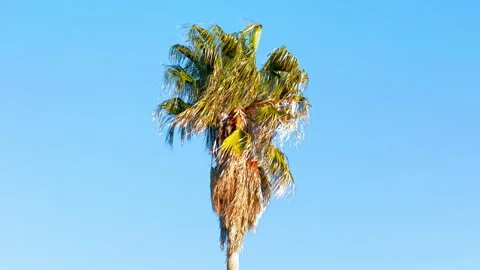 Mediterranean fan palm tree crown with green frond 스톡 동영상 335250877