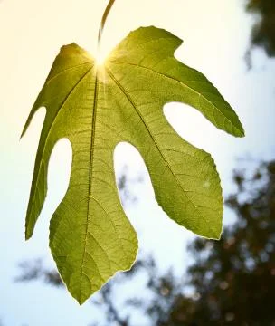 Mediterranean fig leaf 스톡 사진