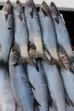 Mediterranean fish exposed Stock Photos