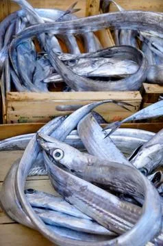 Mediterranean fish Stock Photos