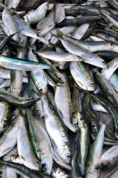 Mediterranean fish Stock Photos