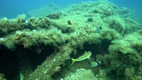 Mediterranean fish speaces swimming on a collapsed shipwreck Vídeo Stock 345044724