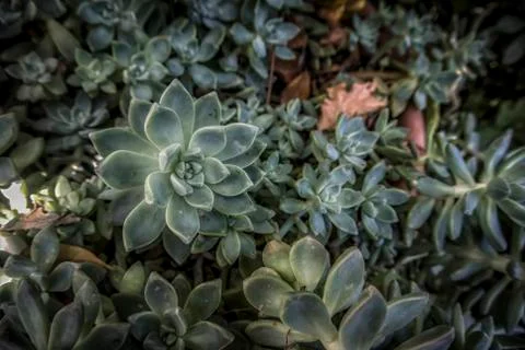 Mediterranean flora Stock Photos