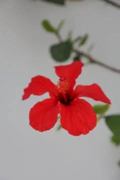 Mediterranean flower Foto stock