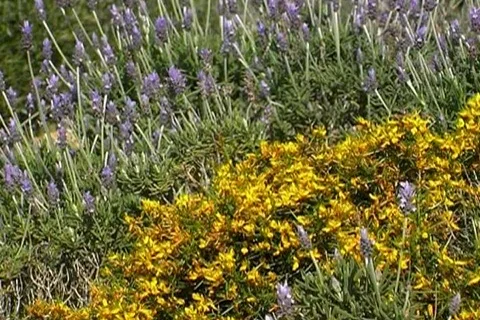 Mediterranean Flowers Stock Footage