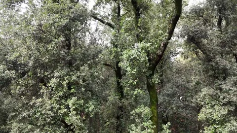 Mediterranean forest Stock Footage 266489484
