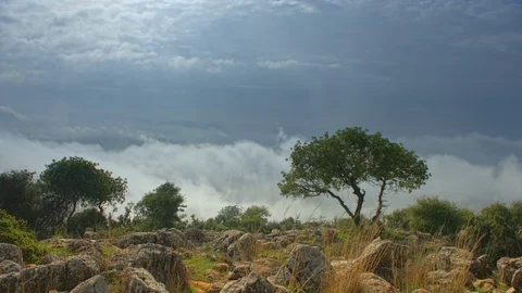 Mediterranean forest on a mountain with over and under clouds time lapse Stock Footage 100226032