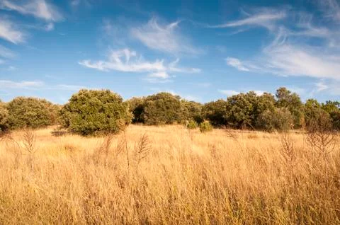 Mediterranean forest Foto stock