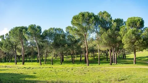 Mediterranean forest with pine trees on a field of grass and blue sky where the Stock-Fotos