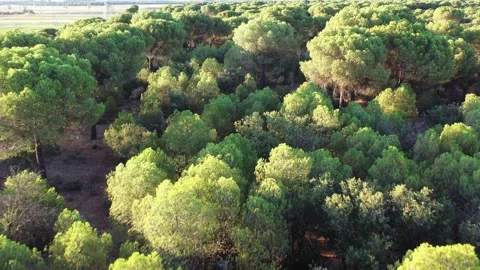 Mediterranean forest with risk of fire in summer Stock Footage 247002128