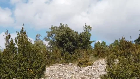 Mediterranean Forest in Spain - 1017 Stock Footage 308818365
