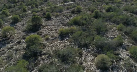 Mediterranean forest/field in Cyprus Stock Footage 151110220