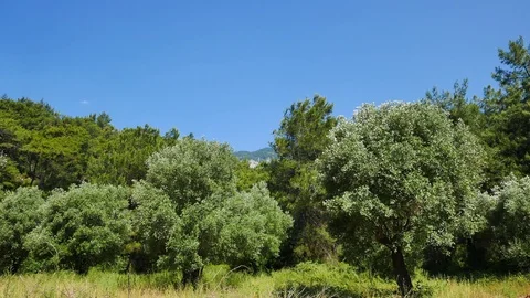 Mediterranean Forests in the Spring Stock Footage 77100855
