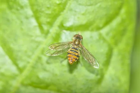 Mediterranean fruit fly on a green leaf Stock Photos