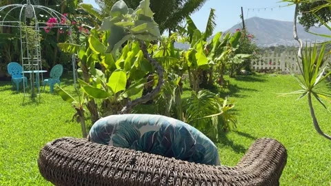 Mediterranean garden with plants moving in the wind Stock Footage 342822209
